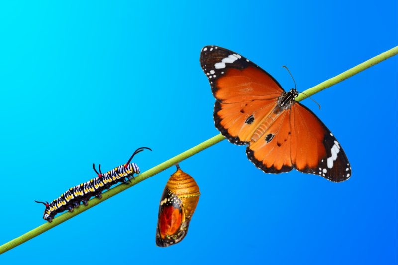 Hero-monarch-butterfly-caterpillar-pupa-and-emerging