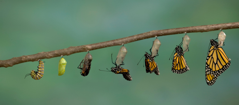 caterpillar-butterfly