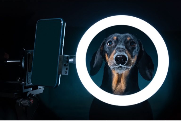 dog-selfie