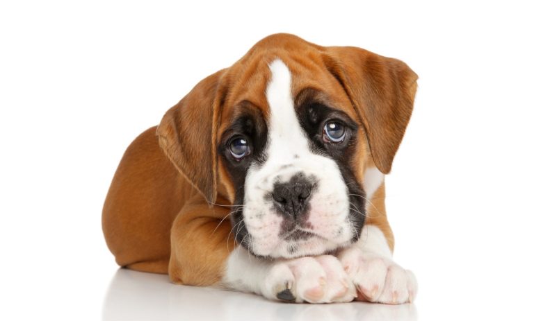 sad-dog