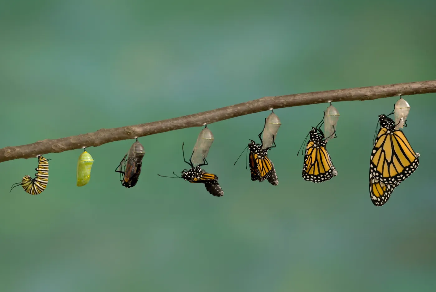 Caterpillar to Butterfly